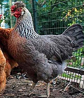 Güzellik, zarafet ve mükemmel sağlık - Chickens Legbar