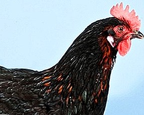 The beauty, quality of meat and chocolate-colored eggs, all this - Maran chickens