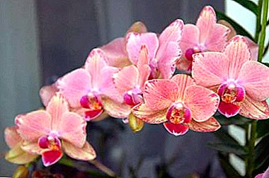 Schoonheid aan het raam of hoe een orchidee thuis te laten groeien?