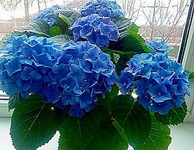 Beauty in your home! How to dilute the hydrangea room at home?
