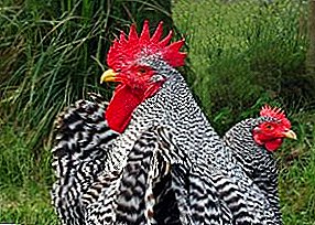 Strong and compact, fast-growing Plymouthrock chickens