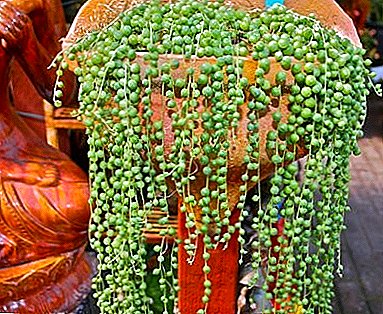 Rowleys Wurzelbuch - Grüne Perle