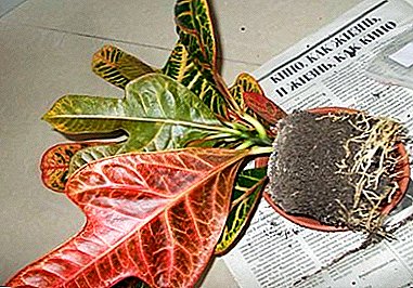 Croton: Regeln für die Umpflanzung von anspruchsvollen hübschen zu Hause