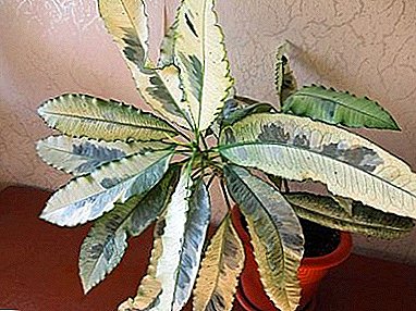 Croton Tamara (Codiaeum): species description, care recommendations
