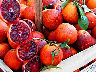 Agrumes "Bloody" originaires de Chine - orange sicilienne