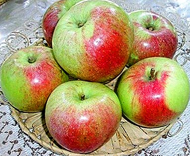 تفاح كبير ومثير في حديقتك - تشكيلة شتوية بموسكو