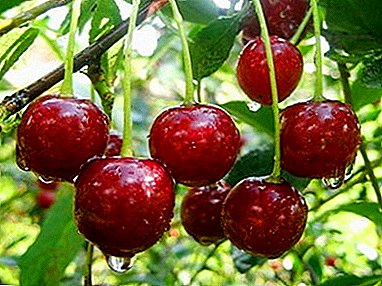Grandi frutti e sapore incredibile - varietà di ciliegie Faro