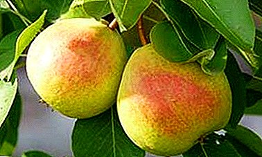 Fruto grande Pera - resistente a las heladas y costras.