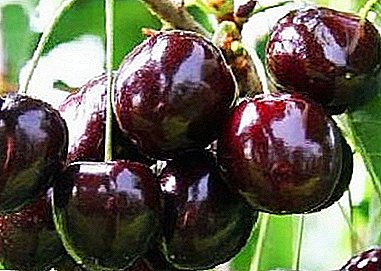 Cereza de fruto grande con excelente sabor - Negro Gran variedad