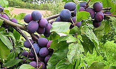 Large-fruited and high-yielding plum variety "Nika"