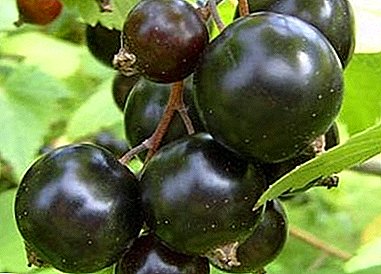 Büyük meyveli siyah frenk üzümü çeşidi "Dobrynya"