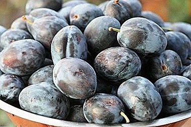Large-fruited, medium grown variety - “Kroman” plum
