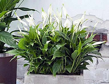 Who discovered spathiphyllum and what is its country of origin?
