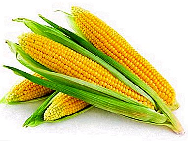 Corn: how to dry at home and how to cook it then?
