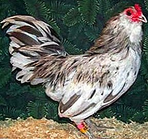 Pollos que llevan huevos azules - raza Ameraukana