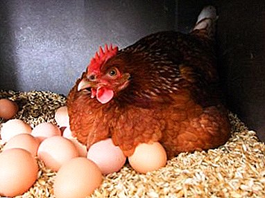 הנחת תרנגולות: תחזוקה וטיפול בבית