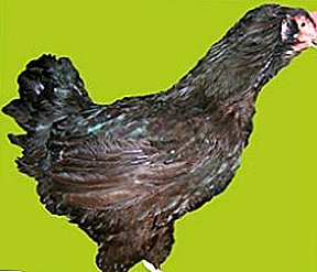 Ayam baka baka berambut hitam Rusia: keindahan dan kecekapan