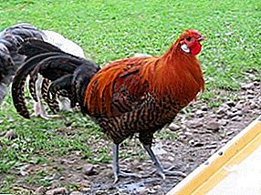 Pollos de la mejor calidad - Capas de Westfalia
