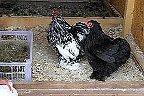 Pollos con plumas preciosas y disposición de buen humor - raza Cochinchin enano