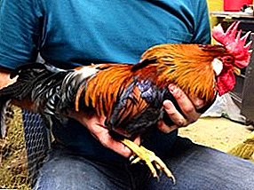 Chickens with unique qualities - Iceland Landrace breed