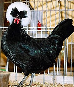 Ayam yang cantik, ayam berbaring dan ayam - Belanda putih-putih