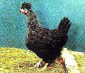 크라운에있는 닭 - 유형 Chubatye