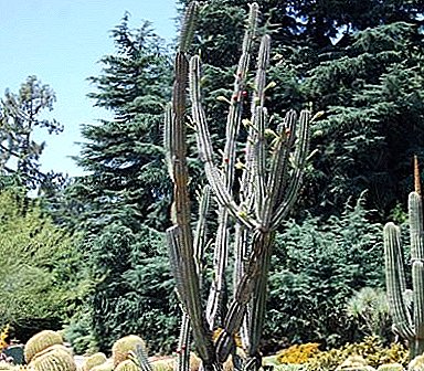 Egy darab sivatag az otthonában - Cereus cactus