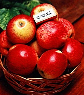 Sobremesa saborosa em seu jardim - Orlovsky maçãs variedade listrada