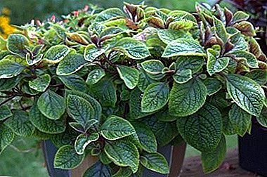 Healing Mint Plectranthus: photos and tips for home care