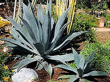 Medicinal properties of the houseplant Agave
