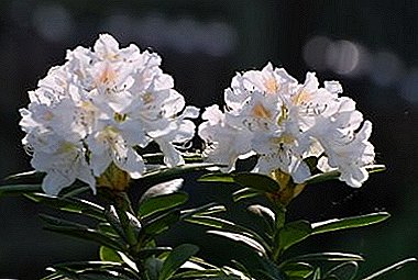 White Rhododendron tratado: propriedades, contra-indicações e fotos de extraordinária beleza