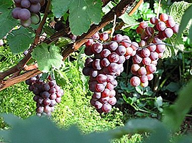 Easy to grow and excellent in taste - early Russian grape varieties