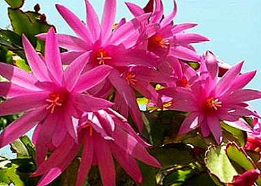 Cactus del bosque - “Ripsalidopsis” (cactus de Pascua): foto y cuidado en el hogar