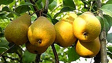 Summer samoplodny grade with excellent taste - pear Nursery.