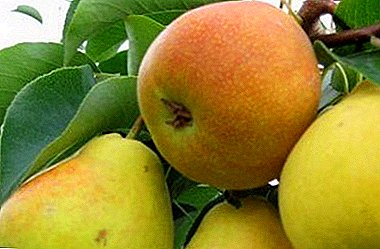 Summer pear variety suitable for the Middle band - “Cathedral”