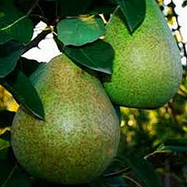 Summer pear variety "Victoria" - the pride of breeders!