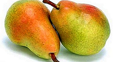 Summer variety with an impeccable reputation - early Moscow pear