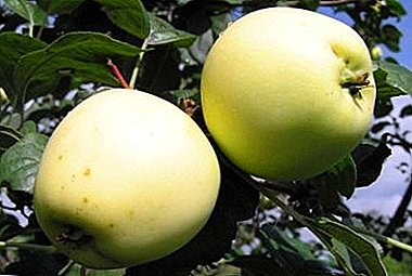 Variété estivale avec une bonne qualité de conservation - Apple Wonderful