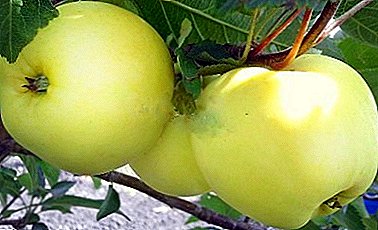 تنوع صيفي مع خصائص جيدة - تفاح دخنايا
