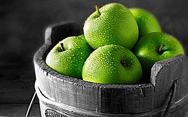 The leader among apple crops is Granny Smith