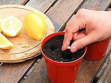 Citron træ derhjemme: hvordan man plante en citron fra en sten og hvordan man kan rod stiklinger?