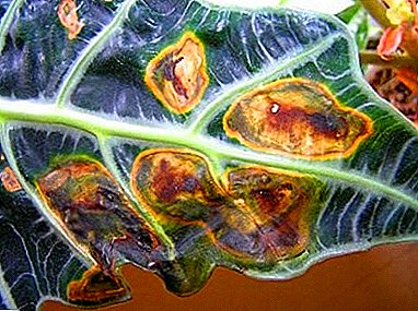 Las hojas de Alokaziya se secan y se vuelven amarillas: métodos de tratamiento y control de parásitos