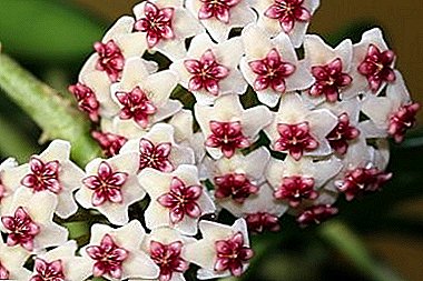 Folhas de rosa pentagrama e inflorescências: Hoya Obovata