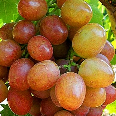 "Lia" - een eetvorm van druiven van vroege rijping