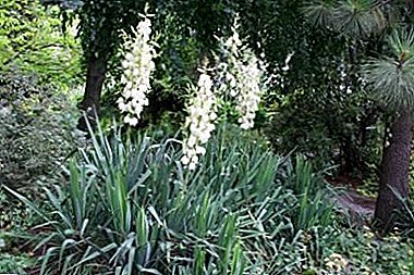 Palmera falsa Yucca Filamentoza - arbusto con hermosas flores