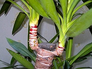 False palm Yucca ivory: the secrets of growing and caring at home