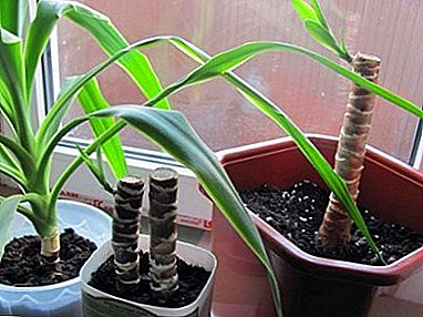 False palm Yucca: breeding methods, proper planting