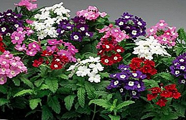 Parimad Verbena Buenos Aireskaya, Bonarskaya ja muud populaarsed sordid ja lilled