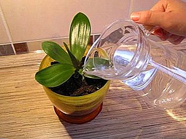 Labākais risinājums efektīvai barošanai ar minimālām izmaksām - ķiploku ūdens orhidejām