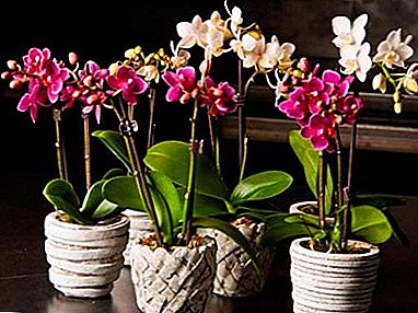 I posti migliori per orchidee nell'appartamento. Dove mettere e dove non puoi tenere un fiore?